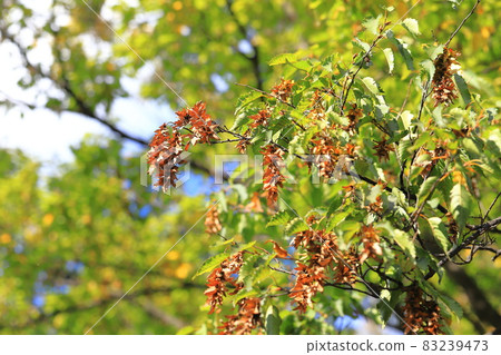 Fruit ears (seed) of red four hands (carpinus laxiflora) 83239473