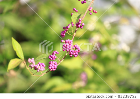 Purple small purple (Early Amethyst) fruit Purple small purple (Early Amethyst) fruit 83239752