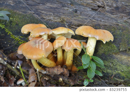 磚紅Hypholoma 磚紅Hypholoma 83239755