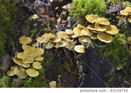 Nigakitake Nigakitake 83239758
