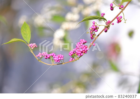 紫小紫(Early Amethyst)和白式部(Shiroshikibu)的背景 紫小紫(Early Amethyst)和白式部(Shiroshikibu)的背景 83240037