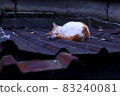 A nap cat 83240081