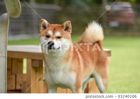 Shiba Inu playing in a dog run Shiba Inu playing in a dog run 83240106