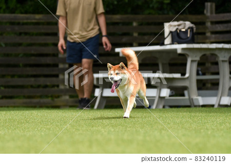 柴犬犬跑 柴犬犬跑 83240119