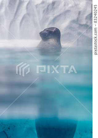 Portrait of sea lion floaing on blue water surface. 83240245