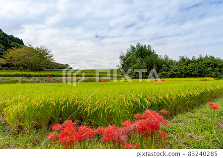 Asuka Village, Nara Prefecture Autumn rice terraces and cluster amaryllis 83240285
