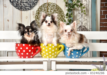 Chihuahua recommended with a natural background set 83240286