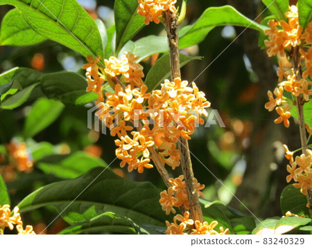 The orange fragrant flowers are a collection of cute Kanagi 犀 flowers. The orange fragrant flowers are a collection of cute Kanagi 犀 flowers. 83240329