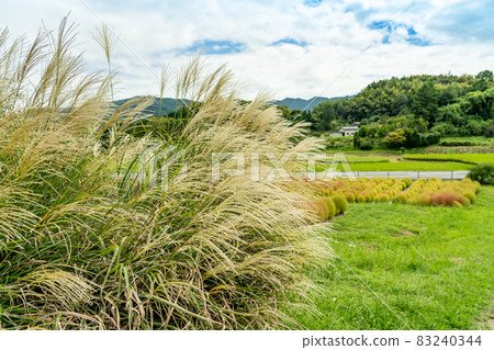 Miscanthus sinensis and Kokia planted at the foot of Amakashi Hill, Asuka Village, Nara Prefecture Miscanthus sinensis and Kokia planted at the foot of Amakashi Hill, Asuka Village, Nara Prefecture 83240344