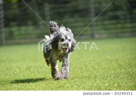 Toy poodle playing with dog run 83240351
