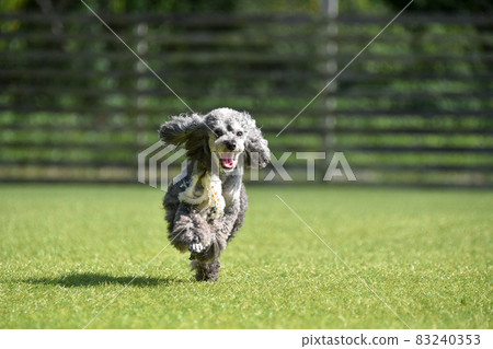 Toy poodle playing with dog run 83240353