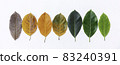 Closeup leaves in line different color and age of the jackfruit tree leaves. Line of colorful dry leaves in autumn season. For environment changed concept. Top view or flat lay background banner. 83240391