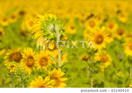 Beautiful natural scenery with sunflower fields. 83240410
