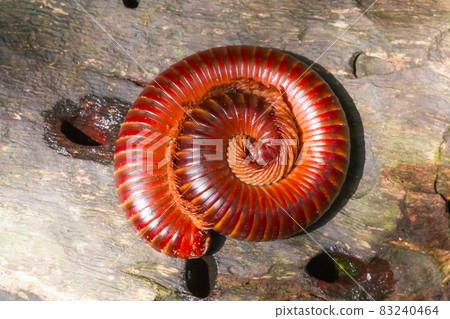 Millipede curl up in circles on logs. Millipede curl up in circles on logs. 83240464