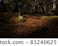 Fallen leaves 83240625