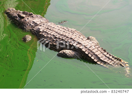 Crocodile swimming in lake. 83240747