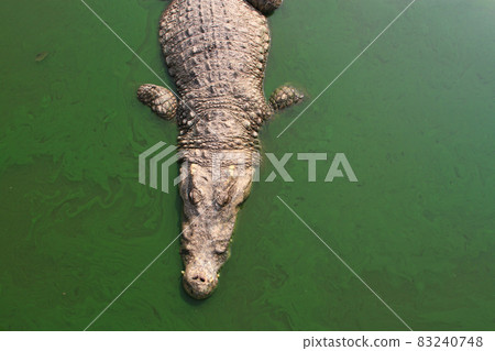 Crocodile swimming in lake. 83240748
