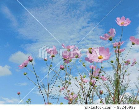 Pink autumn cherry blossoms that shine in the autumn sky 83240982