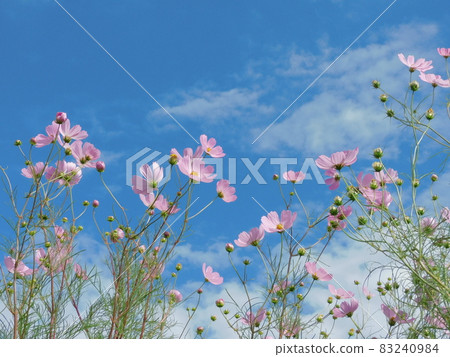Pink autumn cherry blossoms and copy space that shine in the autumn sky 83240984