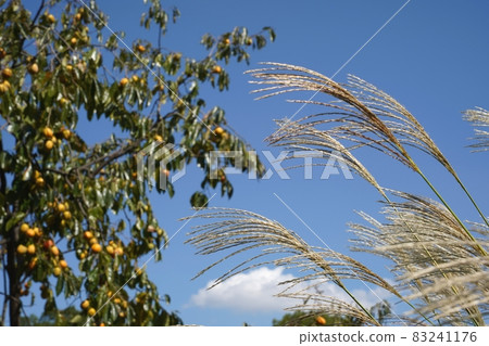 藍天、日本蒲葦和柿子樹 83241176