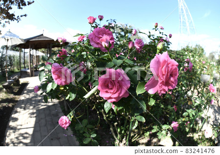 玫瑰園 83241476