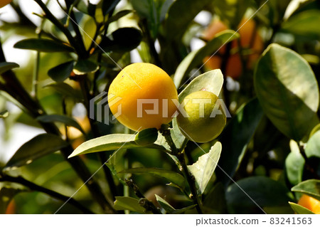 Orange kumquat fruit that becomes Mitaka Nakahara Orange kumquat fruit that becomes Mitaka Nakahara 83241563