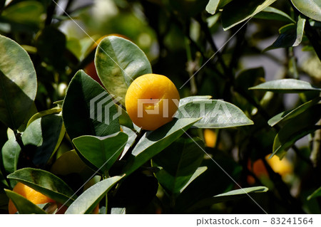 Orange kumquat fruit that becomes Mitaka Nakahara Orange kumquat fruit that becomes Mitaka Nakahara 83241564
