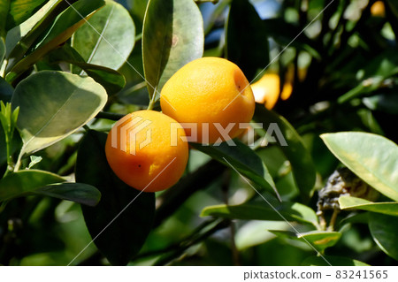 Orange kumquat fruit that becomes Mitaka Nakahara Orange kumquat fruit that becomes Mitaka Nakahara 83241565