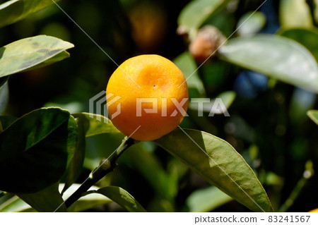 Orange kumquat fruit that becomes Mitaka Nakahara Orange kumquat fruit that becomes Mitaka Nakahara 83241567