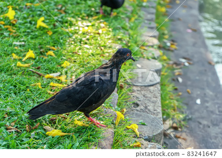 Pigeon on the lawn 83241647