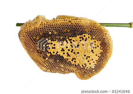 Honeycomb 83241648