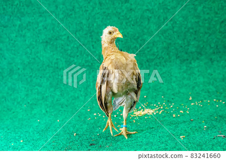 The serama are poses The serama are poses 83241660