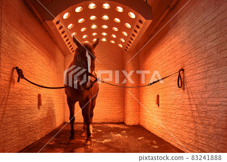 horse dry in the solarium horse dry in the solarium 83241888