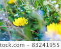  Dandelion 83241955