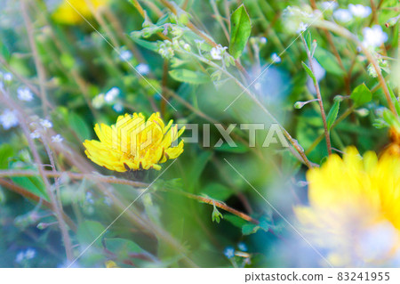 Dandelion Dandelion 83241955