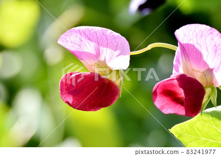 Red pea flowers blooming in Mitaka Nakahara 83241977