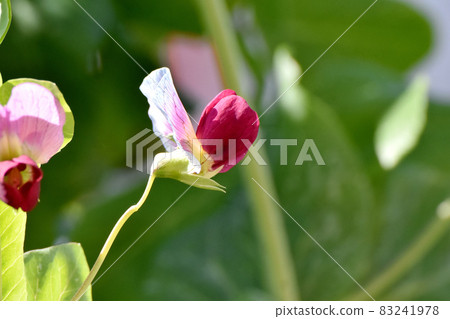 Red pea flowers blooming in Mitaka Nakahara 83241978