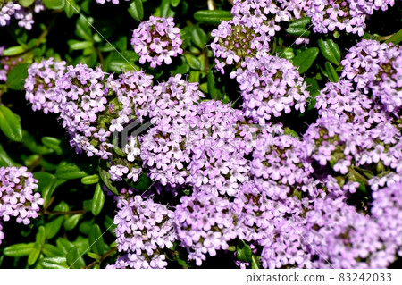 三鷹中原盛開的紫丁香花 三鷹中原盛開的紫丁香花 83242033