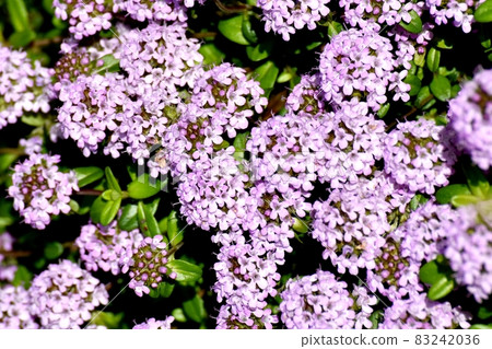 A lilac pentas flower blooming in Mitaka Nakahara A lilac pentas flower blooming in Mitaka Nakahara 83242036
