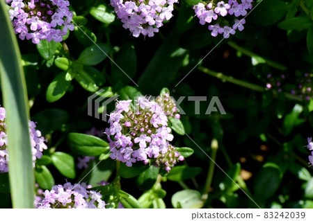 三鷹中原盛開的紫丁香花 三鷹中原盛開的紫丁香花 83242039