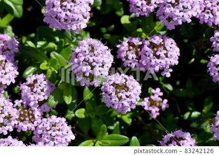 三鷹中原盛開的紫丁香花 三鷹中原盛開的紫丁香花 83242126