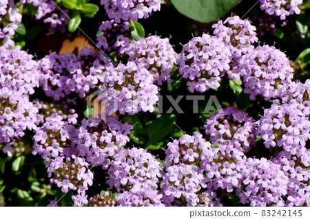 A lilac pentas flower blooming in Mitaka Nakahara A lilac pentas flower blooming in Mitaka Nakahara 83242145