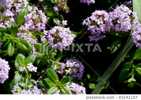 三鷹中原盛開的紫丁香花 三鷹中原盛開的紫丁香花 83242187