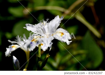 White butterfly flower blooming in Mitaka Nakahara White butterfly flower blooming in Mitaka Nakahara 83242287