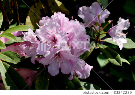 Pink rhododendron flowers blooming in Mitaka Nakahara Pink rhododendron flowers blooming in Mitaka Nakahara 83242289