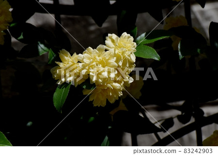 在三鷹中原盛開的黃色摩科玫瑰花 在三鷹中原盛開的黃色摩科玫瑰花 83242903