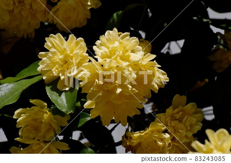 在三鷹中原盛開的黃色摩科玫瑰花 83243085