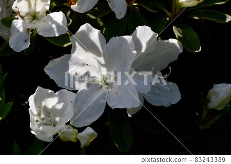 White azalea flowers blooming in Mitaka Nakahara 83243389