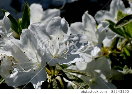 White azalea flowers blooming in Mitaka Nakahara 83243390