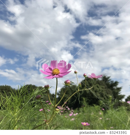Pink cosmos blooming in autumn 83243391